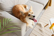Cute Corgi dog lying on sofa at home. Travel concept