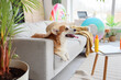 Cute Corgi dog in summer hat lying on sofa at home. Travel concept