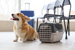Cute Corgi dog with pet carrier at airport