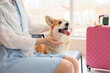 Cute Corgi dog with owner sitting at airport, closeup
