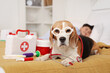 Cute Beagle dog with eyeglasses and medical toys in bedroom