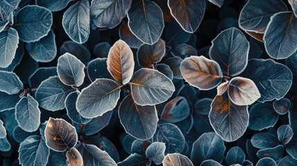 Poster - texture of frosted leaves ice frost on morning forest floral pattern background found in nature clos