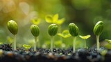Fototapeta  - Macro Photography of Cotyledon Seeds Sprouting and Emerging From Soil Depicting the Miraculous Process of Plant Growth and Renewal