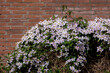 Selective focus of white pink flowers in the garden, Anemone clematis climbing on the brick wall, Clematis montana is a flowering plant in the buttercup family Ranunculaceae, Nature floral background.