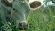 Close up film photography of a cow grazing on the green grass