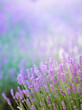 Lavender bushes closeup on sunset. Sunset gleam over purple flowers of lavender. Provence region of France.