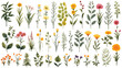 Collection of beautiful wild herbs herbaceous flowe