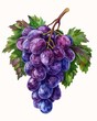 grapes leaves pristine violet skin greeting warmly crusade greed