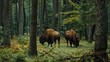 European bison roaming in Bialowieza forest