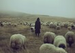 field flock sheep shes alone unholy gathering grazing fog standing bravely road cultist introverted
