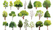 Collection of deciduous and evergreen forest plants
