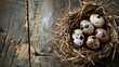 Eggs of quail within a hay made nest on a wooden backdrop