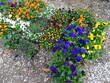 grenhouse flowers plants