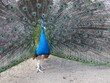 peacock colored tail