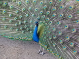 Fototapeta Na sufit - peacock colored tail