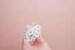 The top view of the hand hold the flower for spring, happy, joyful, delightful background.