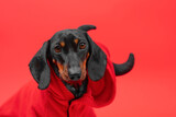 Fototapeta Zwierzęta - Black and tan dachshund dog wearing a red jacket against a red background, looking directly at the camera with a curious expression. 