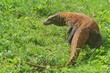A young Komodo dragon crawls through the bushes while looking to the side