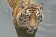 A Sumatran tiger soaking in a pool at noon while looking ahead