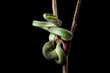 baby green viper snake isolated on black, trimeresurus albolabris