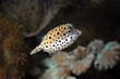 indonesia under water puffer fish, underwater sea fish