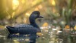A solitary black duck gracefully swimming in water