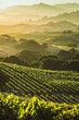 Rolling hills of vibrant green vineyards bathed in golden sunlight, with workers harvesting grapes for winemaking, Generative AI