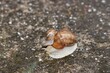 Small snail travels on a large snail