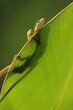lizards, grass lizards, a pair of grass lizards peeking out from behind the leaves