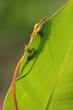 lizards, grass lizards, a pair of grass lizards peeking out from behind the leaves