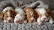 Four cute puppies sleeping on a blanket