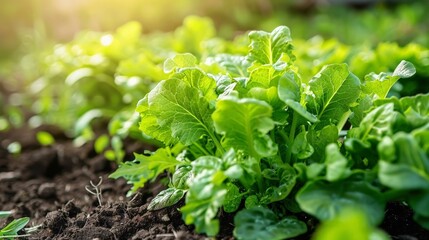 Poster - Green plants thriving in a field