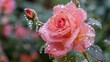 Rose with water droplets in garden