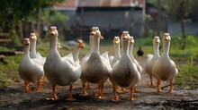 A Geese And Ducks Walking In The Farm.