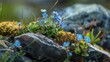 Blue flowers bloom amidst rugged rocks