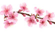 branch of pink cherry blossom isolated on white
