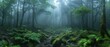 Eerie Aokigahara Forest in Mist: Long Exposure for Supernatural Paranormal Day Ambience