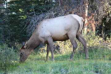 Wall Mural - elk in park national park