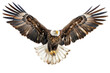 An eagle soaring with wings spread wide