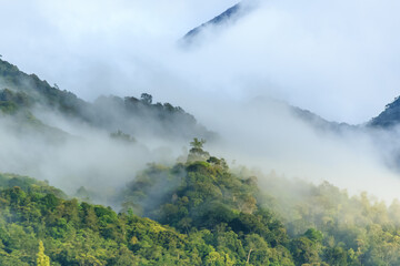 Wall Mural - panorama of Borneo jungle with morning fog