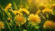 Yellow flowers in a sunlit field