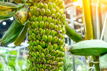 Wall Mural - Various fruits of the banana palm tree hybrid variety come in different shapes, colors and sizes. Yellow, green, variegated and mini bananas plantations inside greenhouses