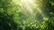 forest - fresh leaves and sun rays