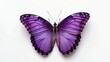 Purple butterfly with dark spotted wings on white background