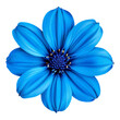 macro blue flower with delicate petals, top view isolated on white transparent background, PNG