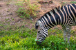 A zebra is grazing and eating grass in a grassy field.