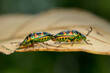 two beautiful Jewel Bug (Chrysocoris patricius) mating-natural marco photography	