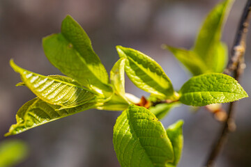 bird Cherry bud green leaf blossoms in the rays of the sunset