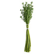 © panophotograph - Thyme fresh sprigs arranged in a bouquet soft focus side view food and culinary concept