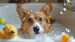 A cute Corgi dog enjoying a bath in a bathroom The dog is sitting in the tub, appearing happy and relaxed as water is poured over its fur